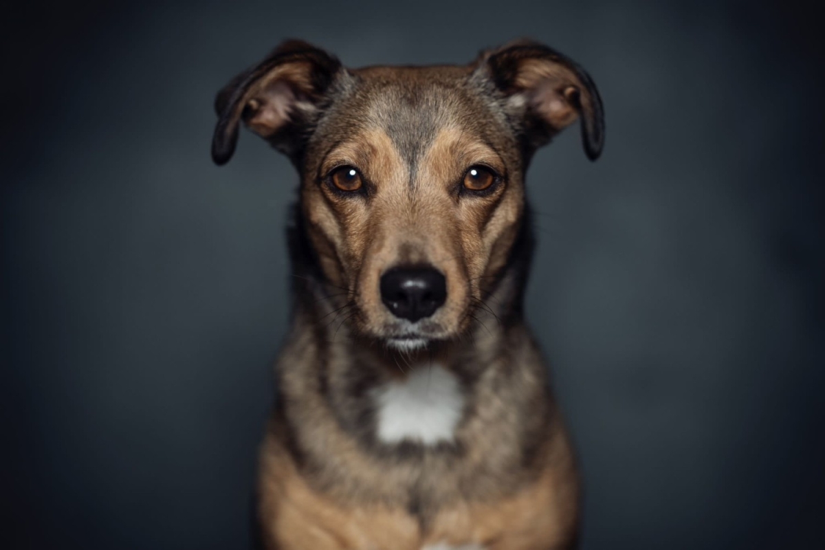 Office dog Philou