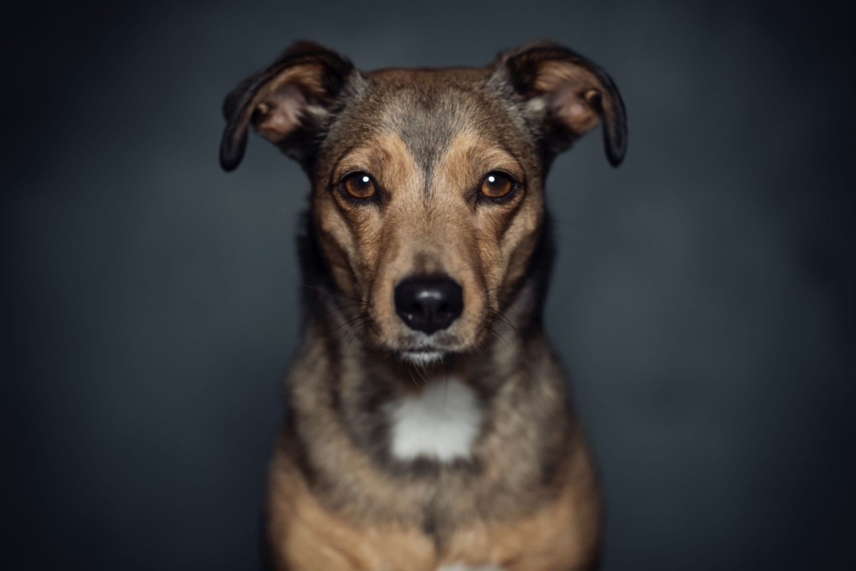 Kantoorhond Philou